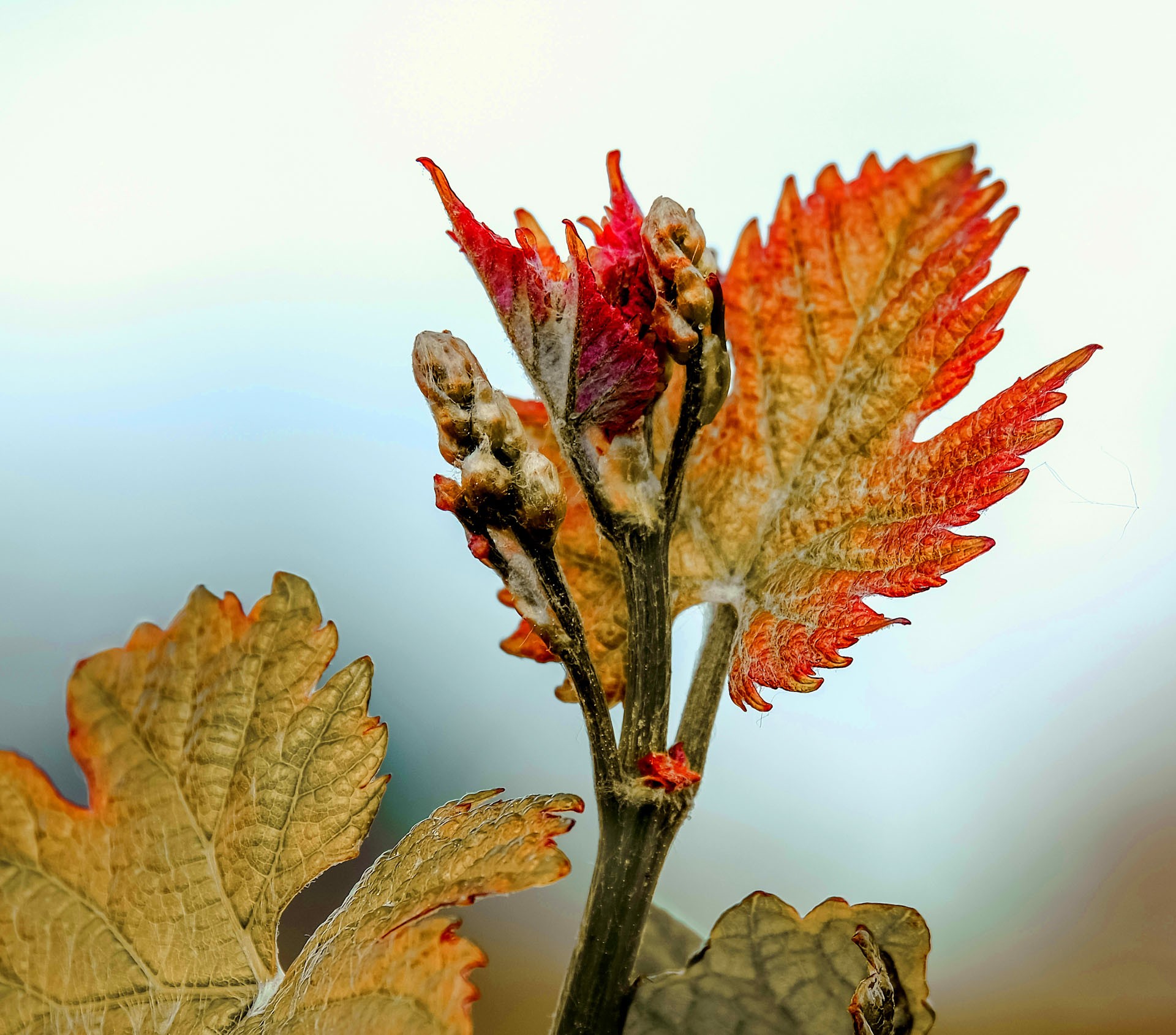 Vignoble Pomerol