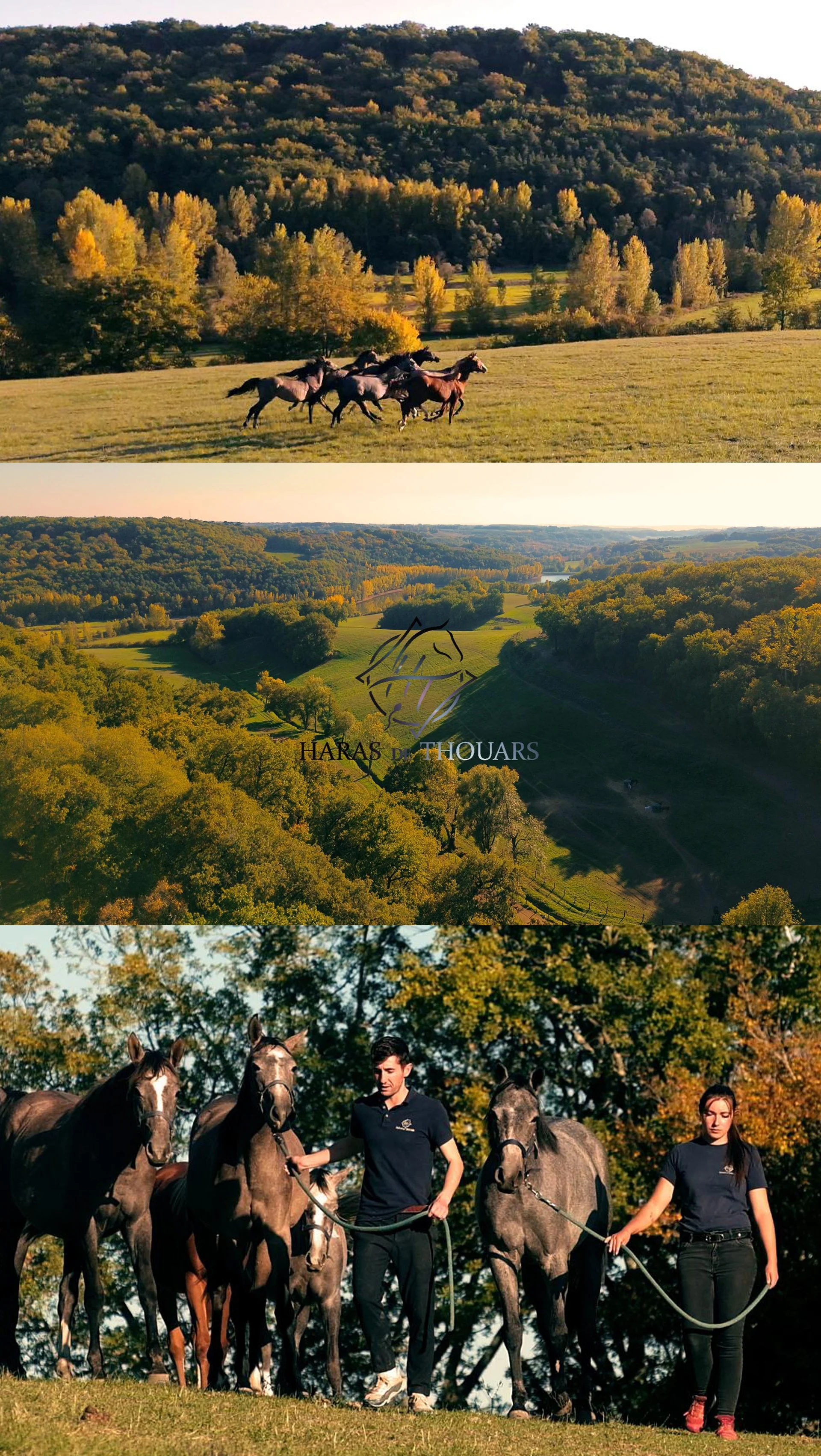 Haras de thouars 2025