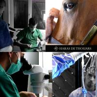 Haras de Thouars